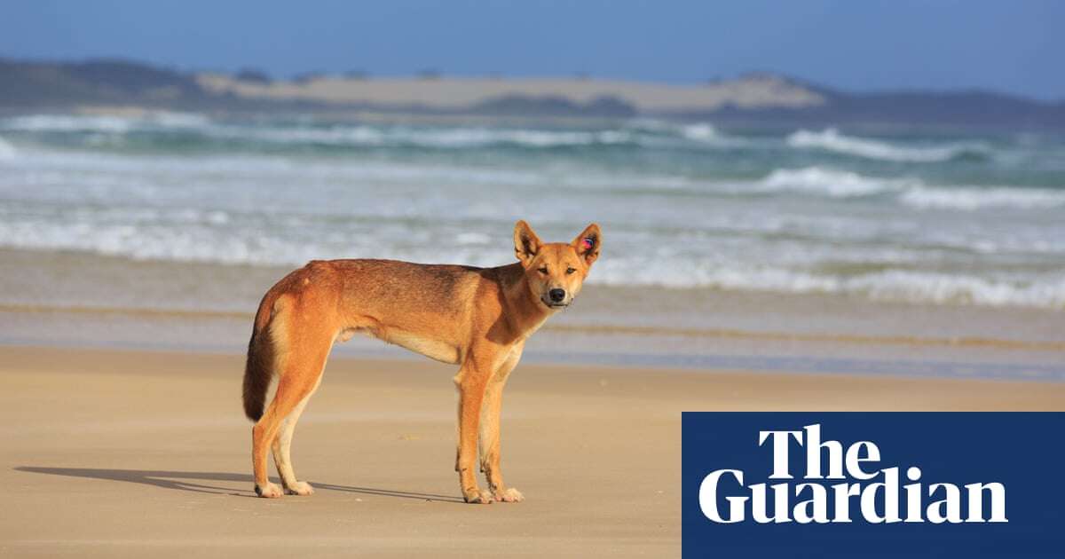 Dingo killed with speargun on K’gari amid spate of sightings