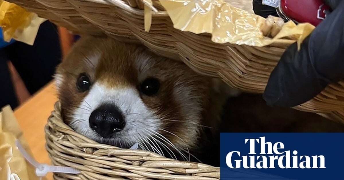 Red panda found in luggage of smuggling suspects at Thailand airport