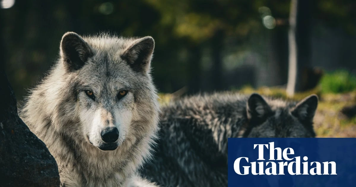 Wolf hunting in western US does little to prevent livestock losses, study finds