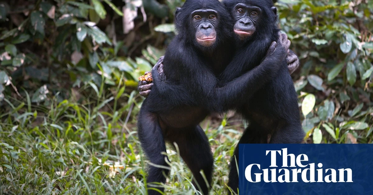 Chimps can recognise peers decades later – especially if they got on well