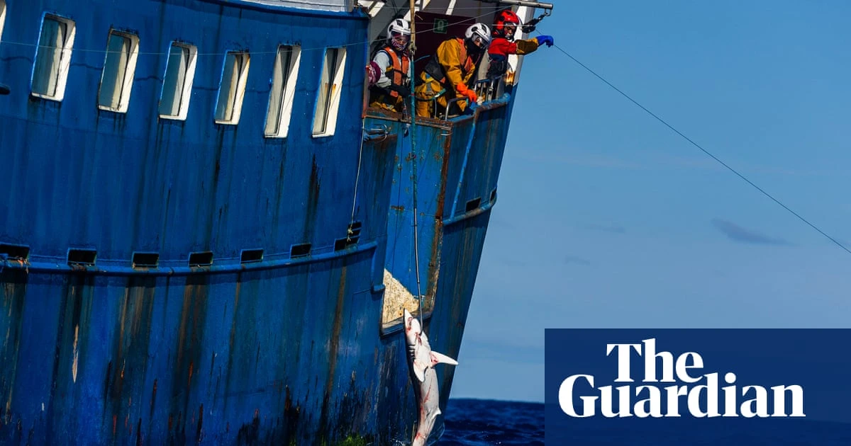 Endangered sharks being killed at alarming levels in Pacific, Greenpeace claims, after cutting 20km of vessel’s longline