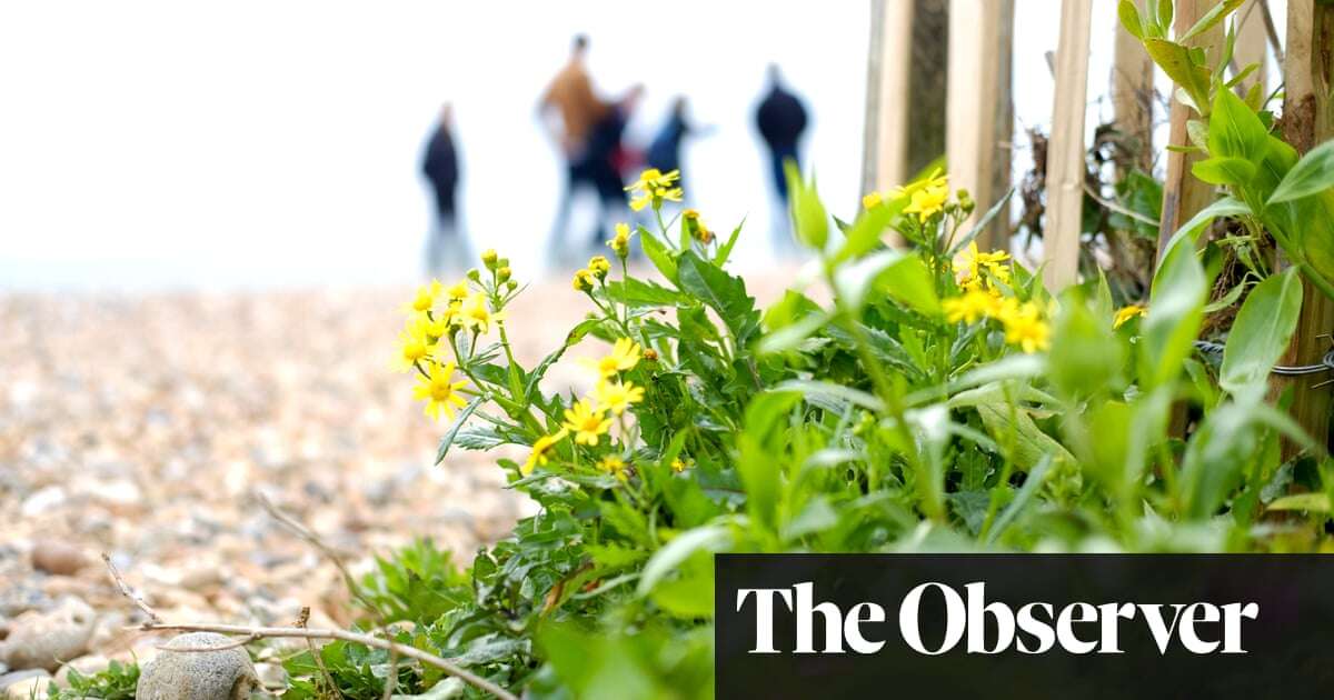 ‘Give nature space and it will come back’: rewilding returns endangered species to UK’s south coast