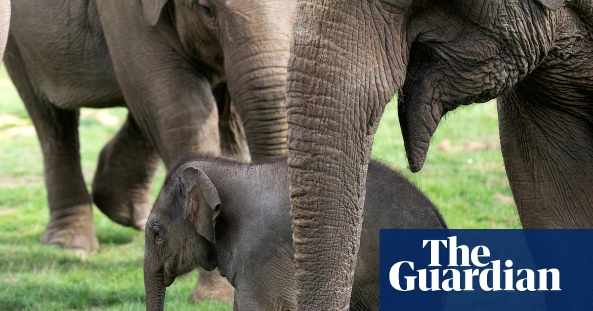 Zoo welfare standards for Britain get first update since 2012