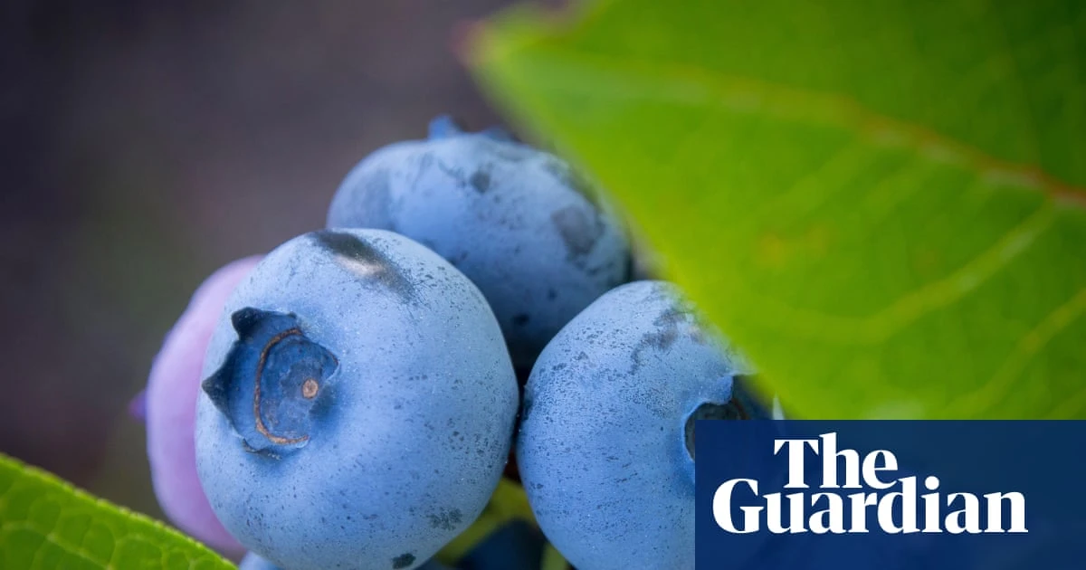 ‘Excellent size’: UK blueberry crop up nearly a quarter after warm spring