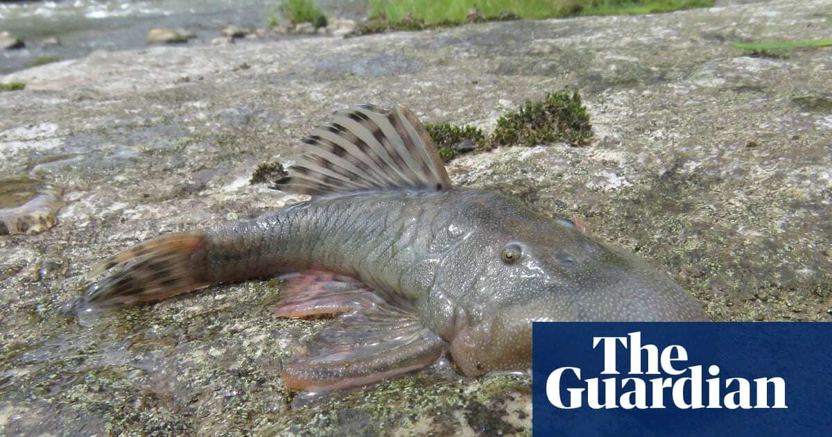 Blob-headed fish and amphibious mouse among 27 new species found in ‘thrilling’ Peru expedition