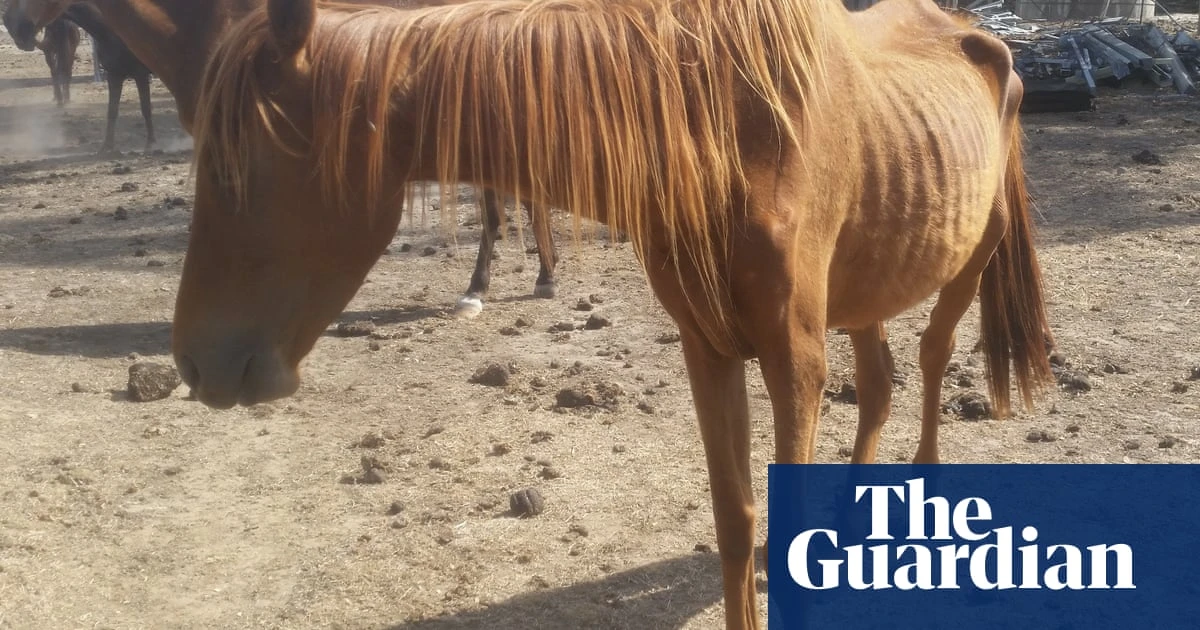 RSPCA Victoria warns surging animal cruelty against horses cannot be investigated without more funding