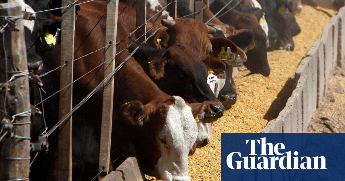 ‘Bewildering’ to omit meat-eating reduction from UN climate plan