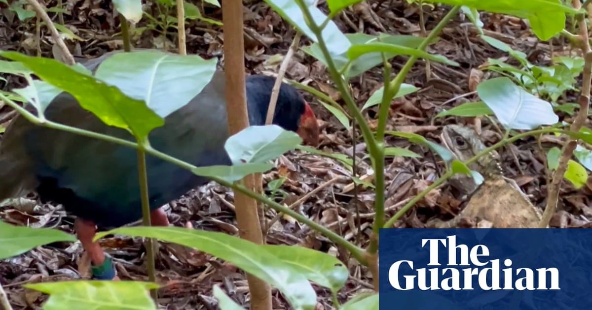 Endangered New Zealand bird caught fighting ‘at risk’ reptile in rare footage