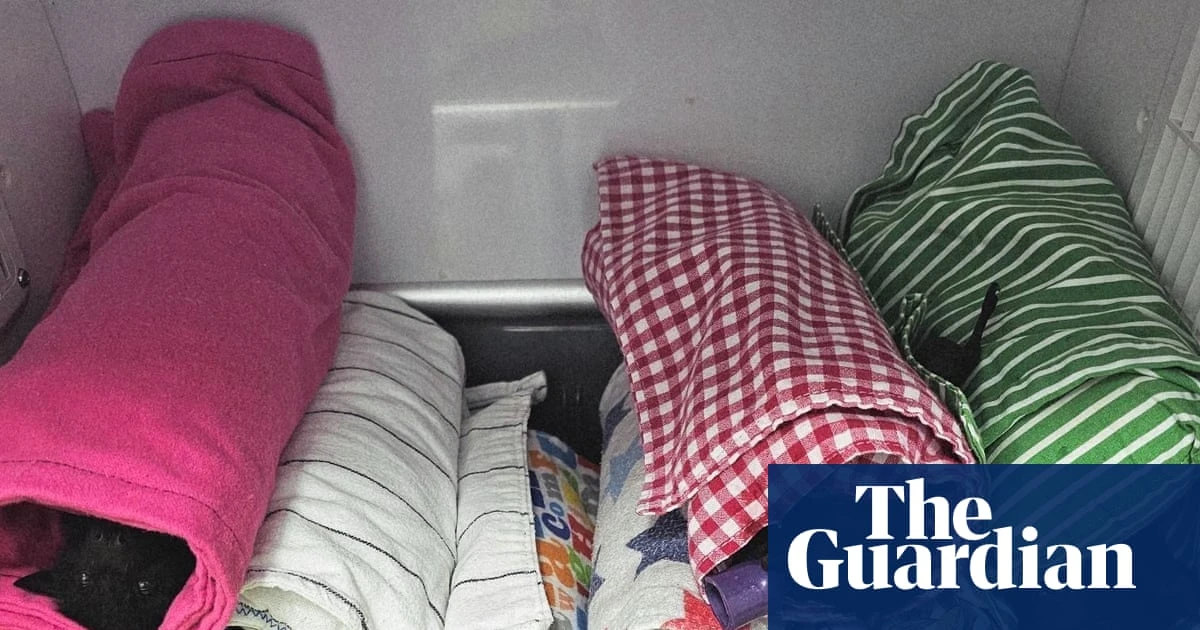 Almost 120 flying foxes hospitalised after giant hail smashes Queensland colony