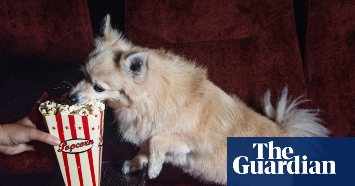 The rise of dog-friendly cinema screenings: ‘We never have to break up fights – there’s enough trouble with the humans’