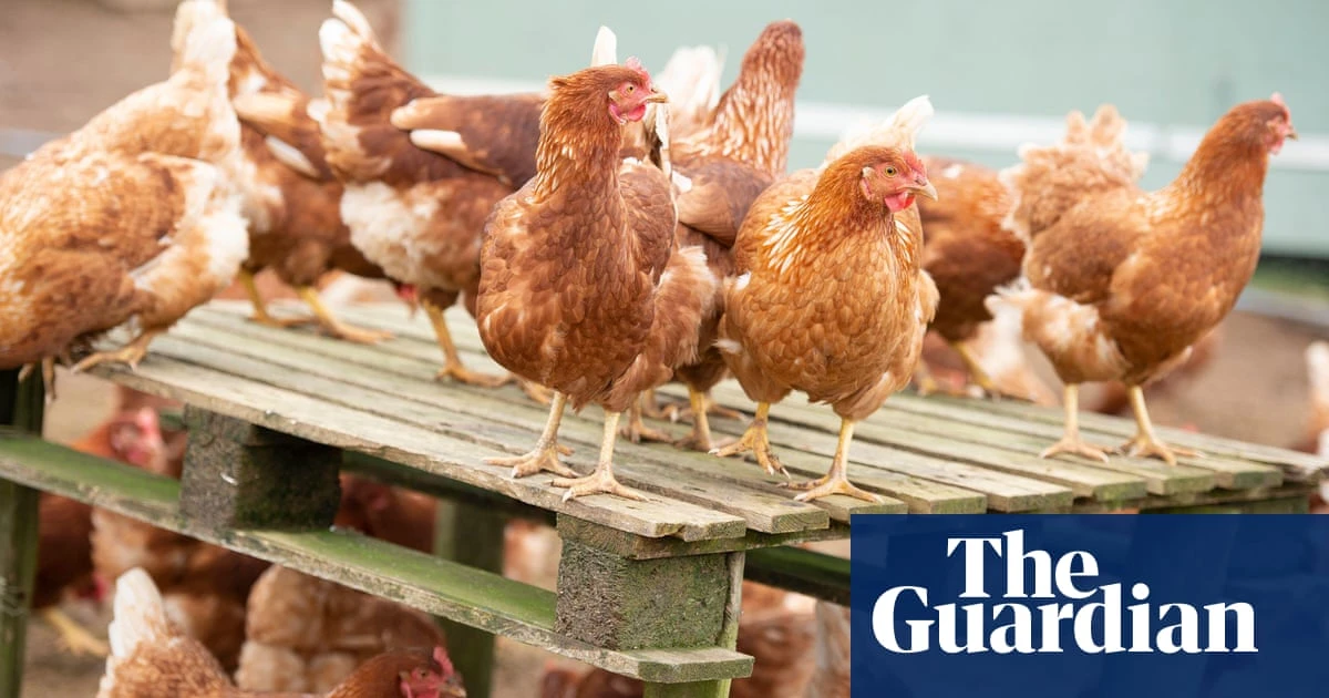 Chicken industry must halt expansion to stop ‘environmental scandal’ in River Severn