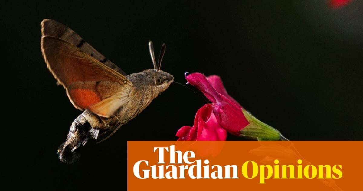 Forget the moths that eat your clothes. Most are beautiful and deserve to be loved | Tim Blackburn