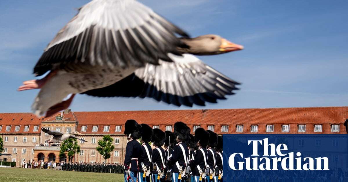 Week in wildlife – in pictures: geese on parade, a radioactive rhino and a lovestruck eagle