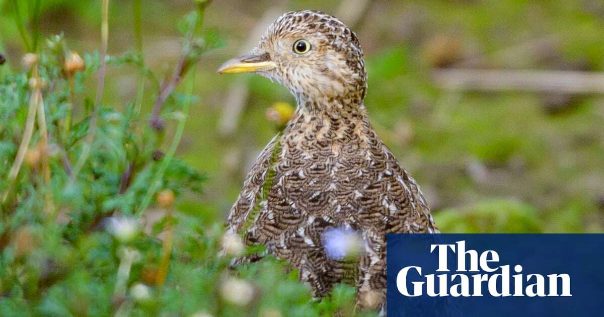 ‘Like finding gold’: plains-wanderers spotted in Melbourne’s west for first time in 30 years with help of AI