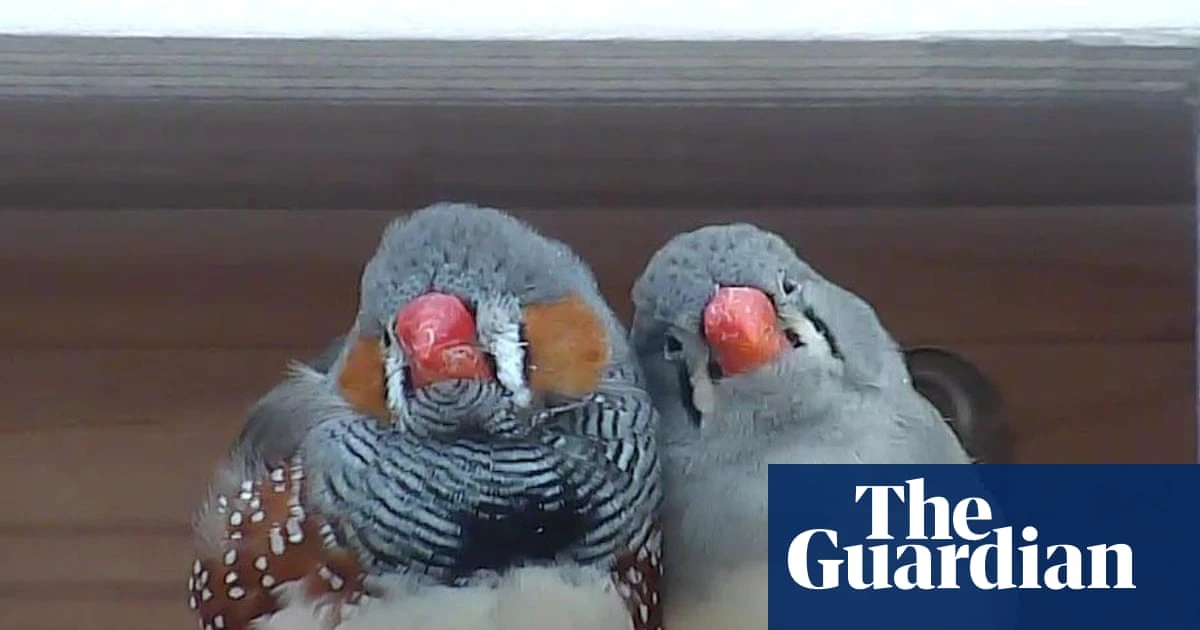 A little bird told her: scientist wins $100,000 prize for decoding birdsong