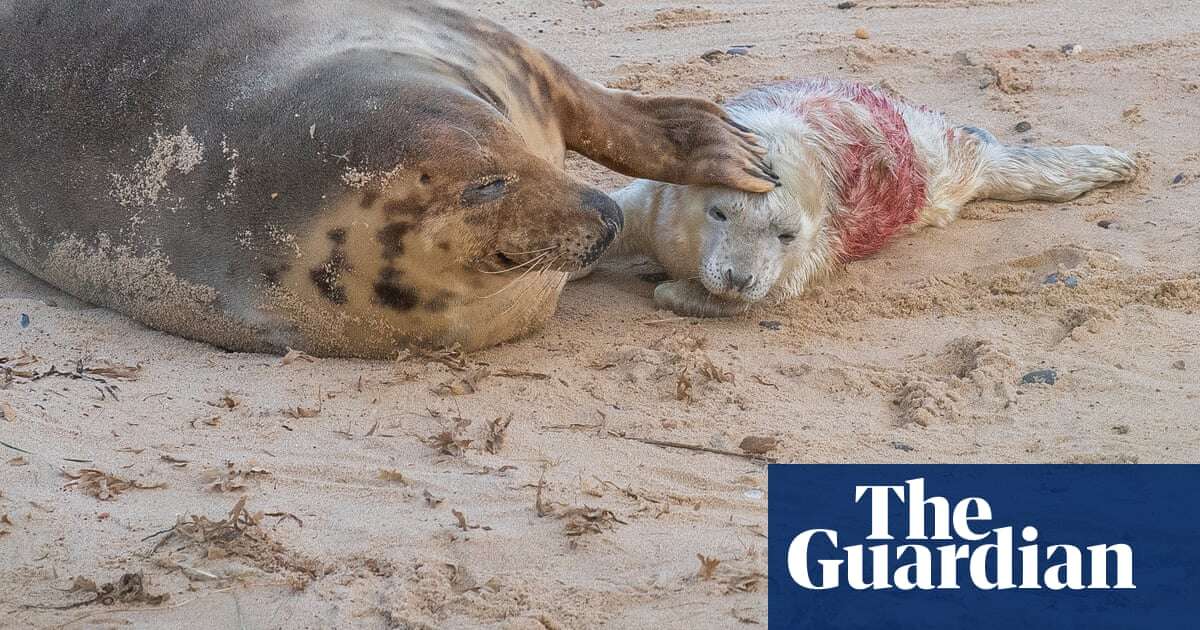 ‘Britain’s wildlife safari’: baby boom in Norfolk as seal colonies flourish