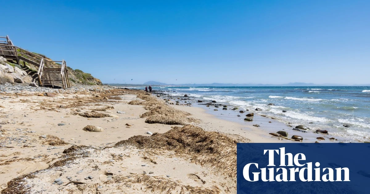Thousands of tons of invasive seaweed ‘overwhelming’ Spanish beaches