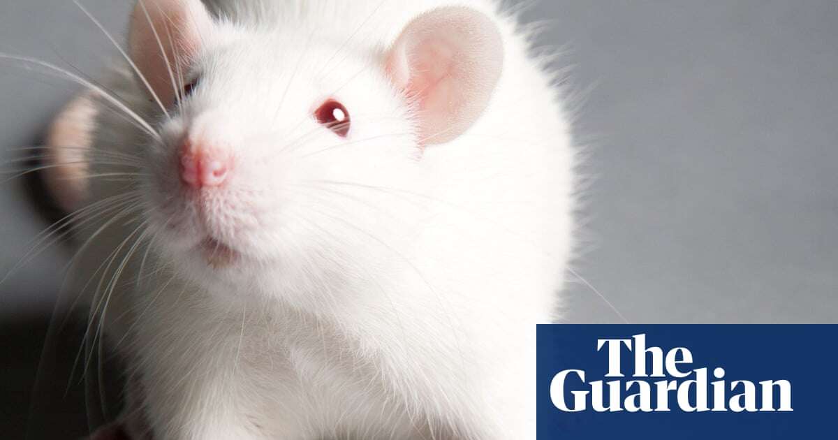 Medical research Blobs of human brain planted in rats offer new treatment hope