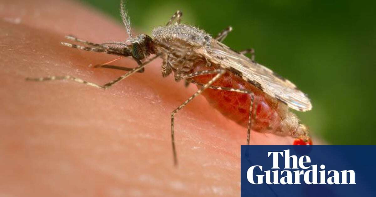 Medical research Invasive mosquito could disrupt Africa’s ‘landscape of malaria’ after cases rise