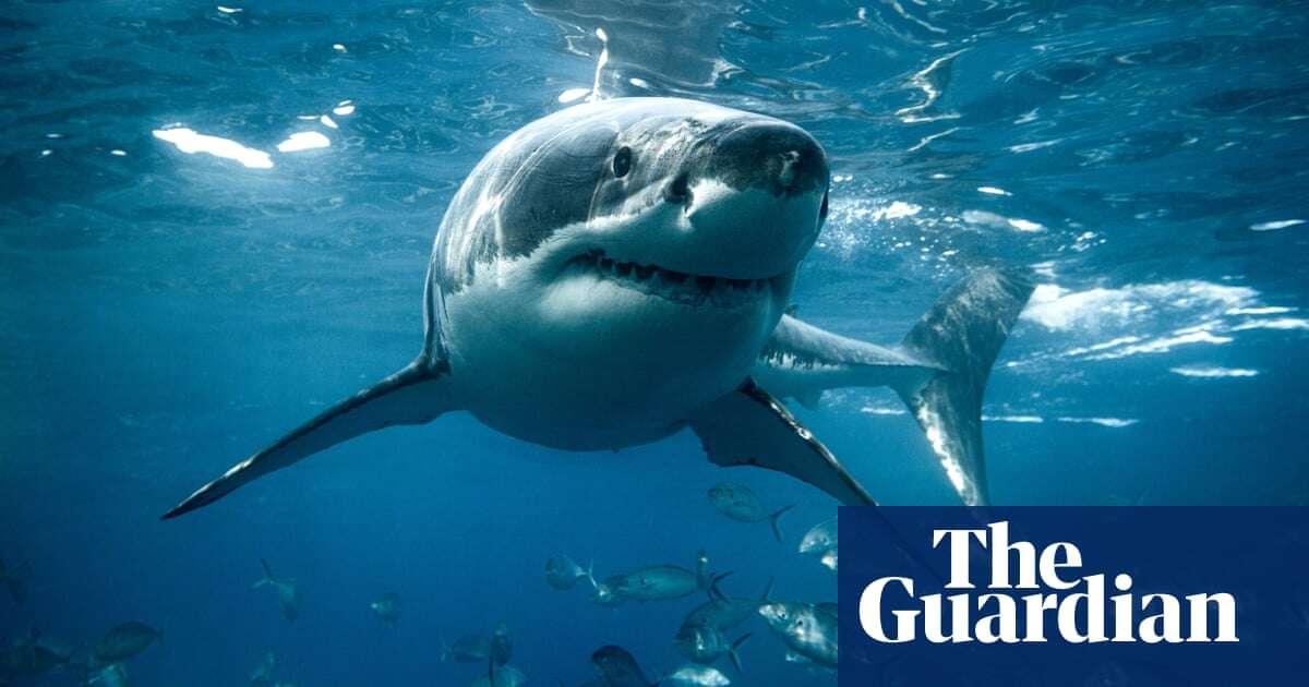 Largest great white shark ever caught in Queensland control program was pregnant with four pups