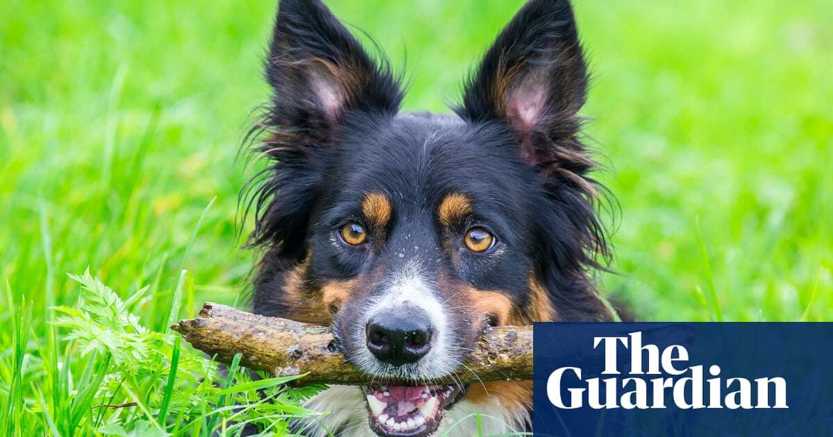 The pet I’ll never forget: Shirley the much-loved dog, who couldn’t stop chasing fishermen