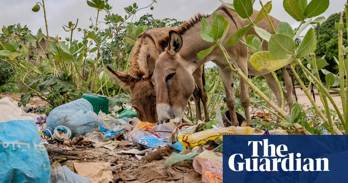 ‘They eat all sorts of things’: why foraging for food is killing Kenya’s donkeys
