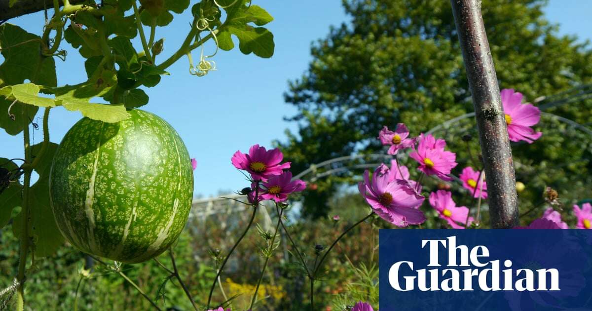 Fig and almond trees thriving in UK thanks to fewer frosts, RHS says