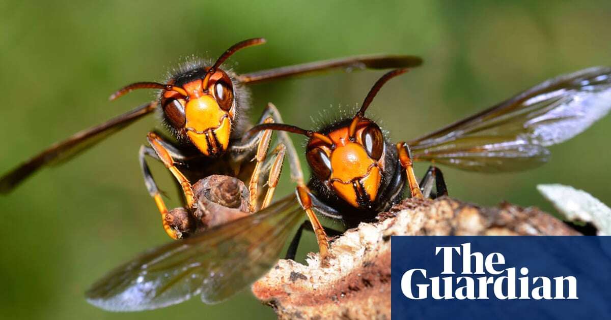 Rapid spread of bee-killing Asian hornets halted in UK