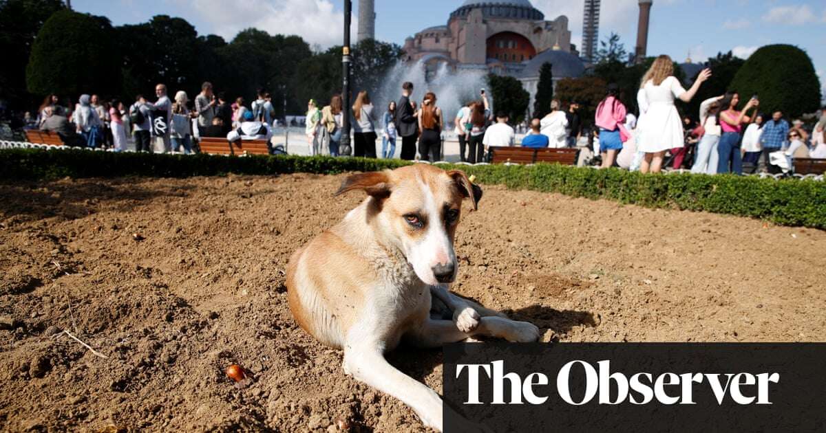 Fury in Turkey as animal lovers and politicians attack ‘massacre law’ to deal with 4m stray dogs