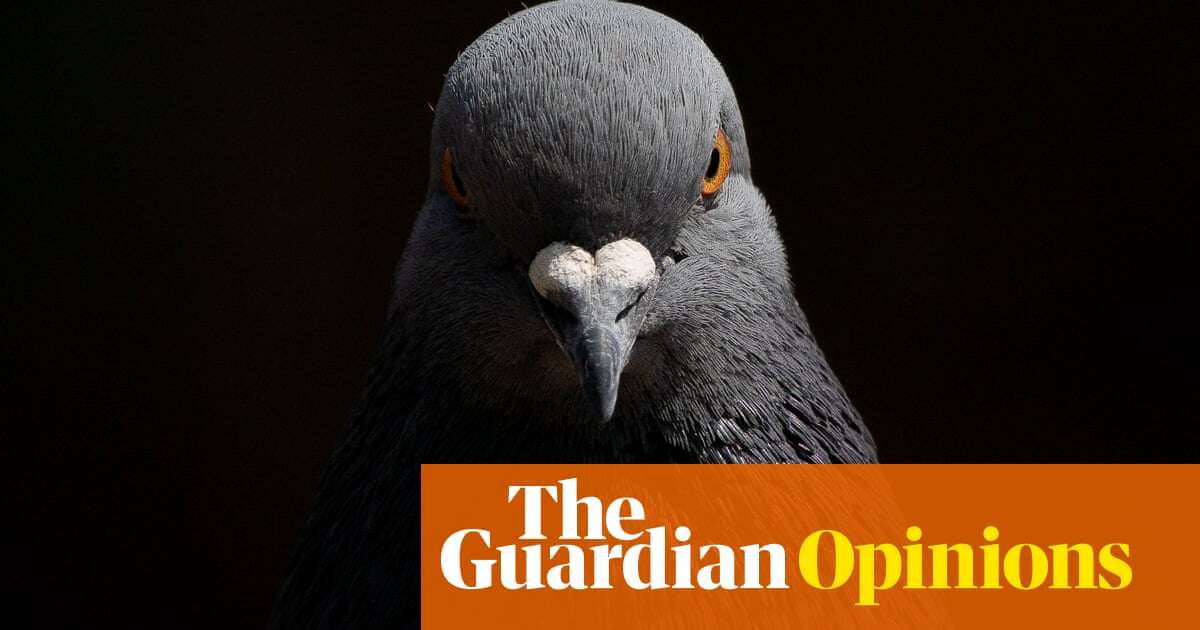 In my war against pigeons, all I have is a broom. But the ‘rats of the sky’ remain unflappable | Calla Wahlquist