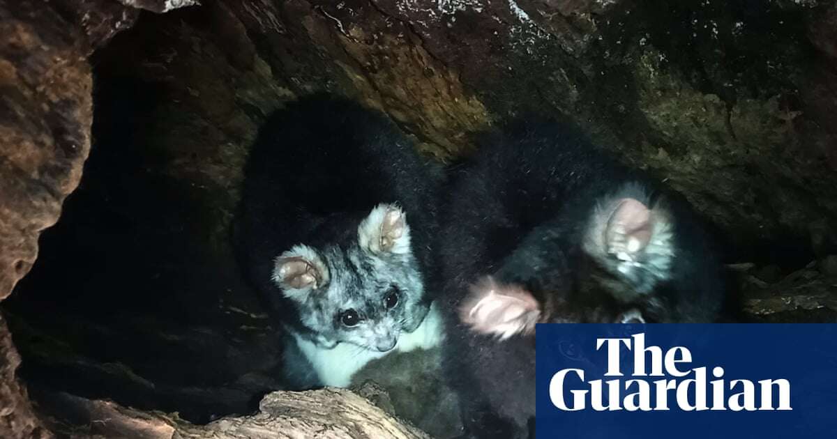 Cuddles and drama as live stream shows secret life of ‘ridiculously fluffy’ greater glider