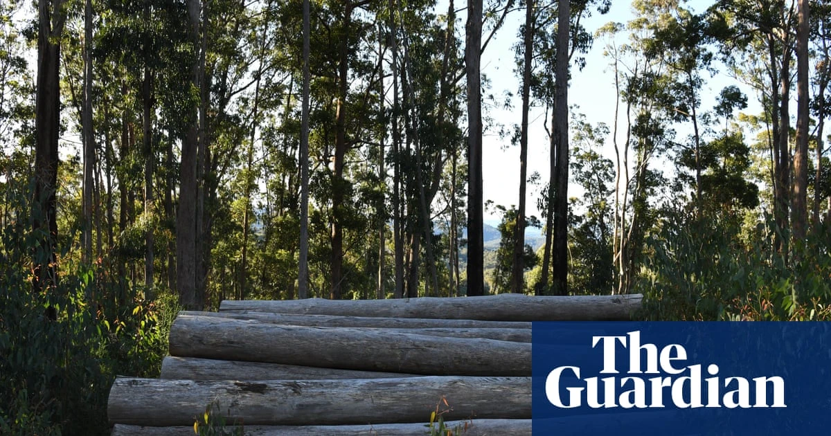 Half-yearly loss of almost $15m for NSW native forest logging shows industry future shaky, conservationists say
