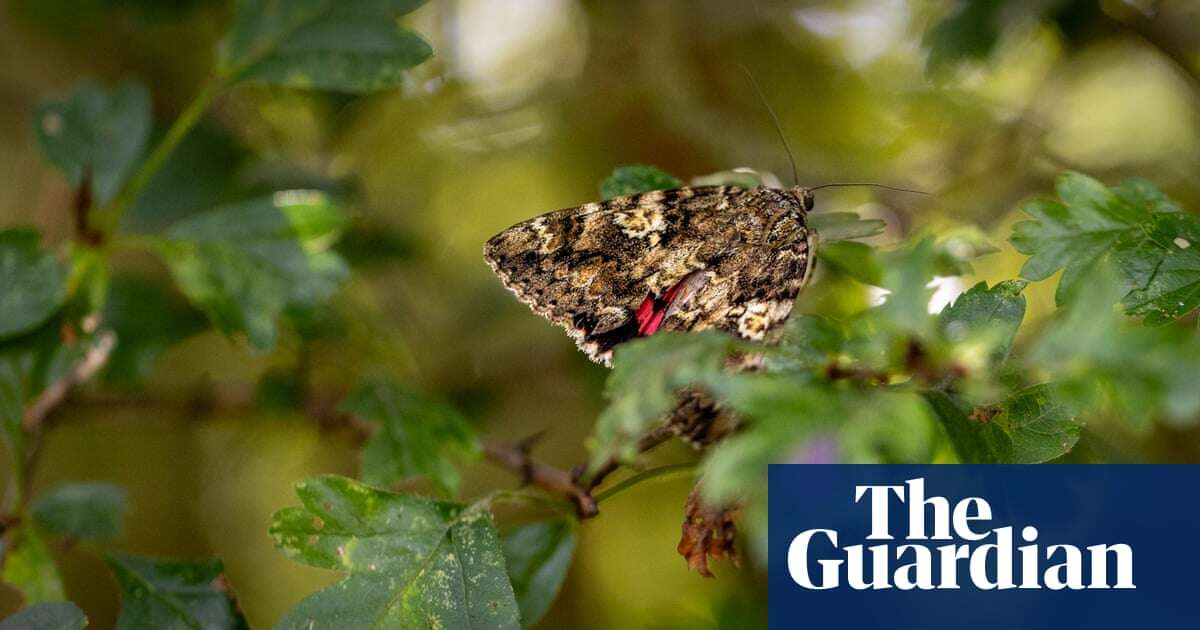 Rare moth found in Cambridgeshire orchard threatened by busway plan