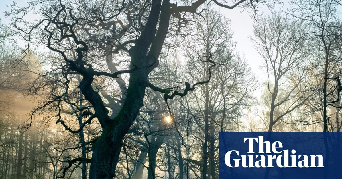 Why are some of Britain’s ancient woodlands failing to regenerate?