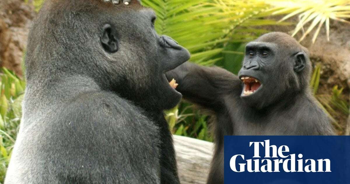 Juvenile great apes love to tease and annoy their elders, study finds