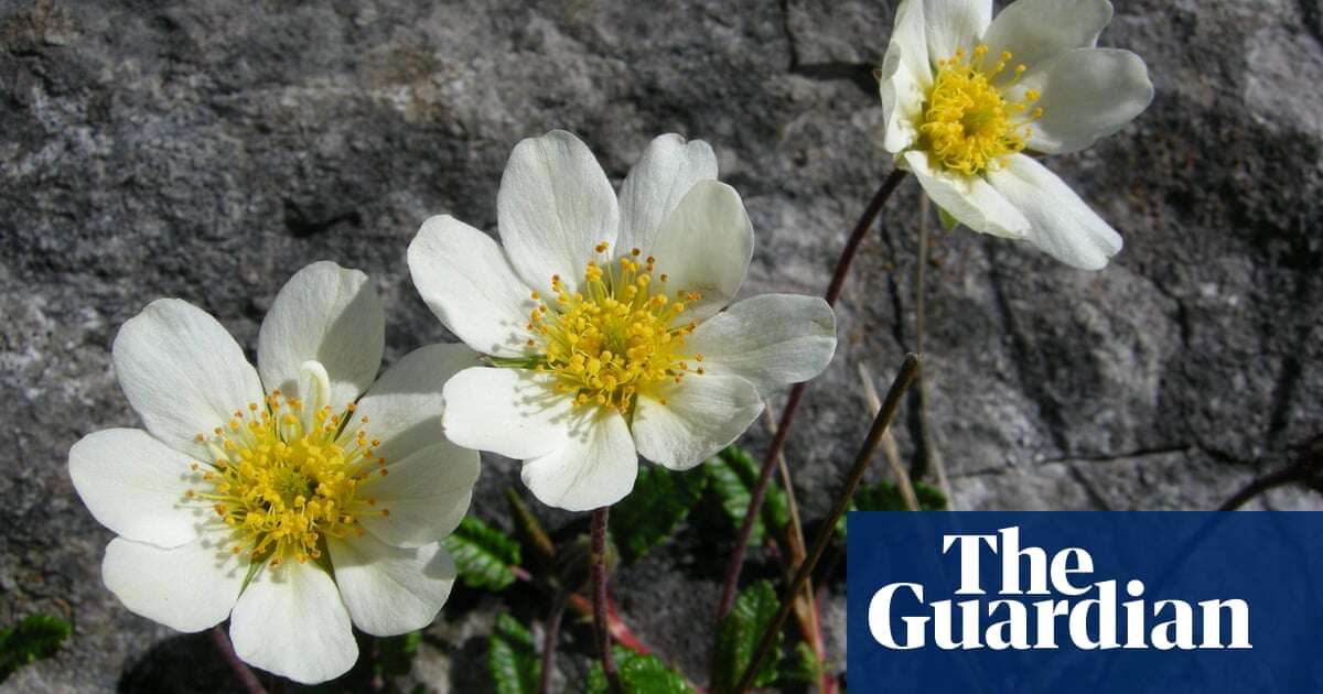 Plantwatch: how flowers keep themselves and their insect visitors cosy