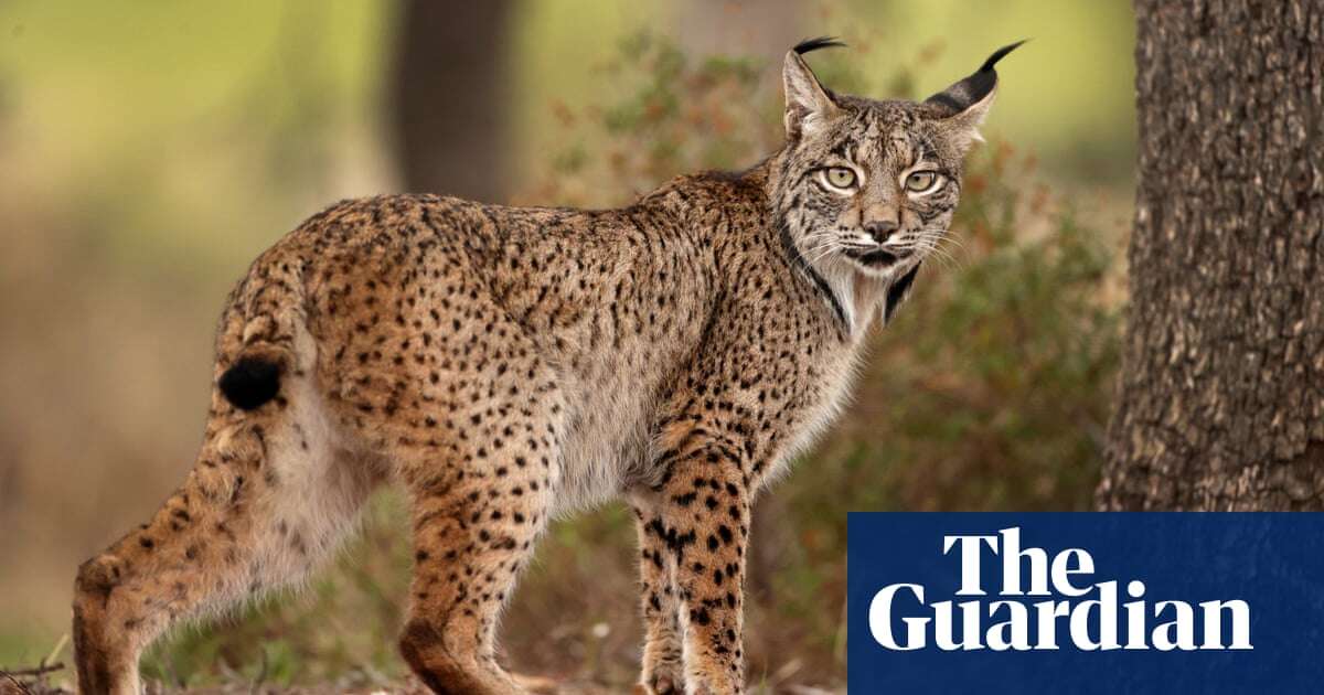 Iberian lynx no longer endangered after numbers improve in Spain and Portugal