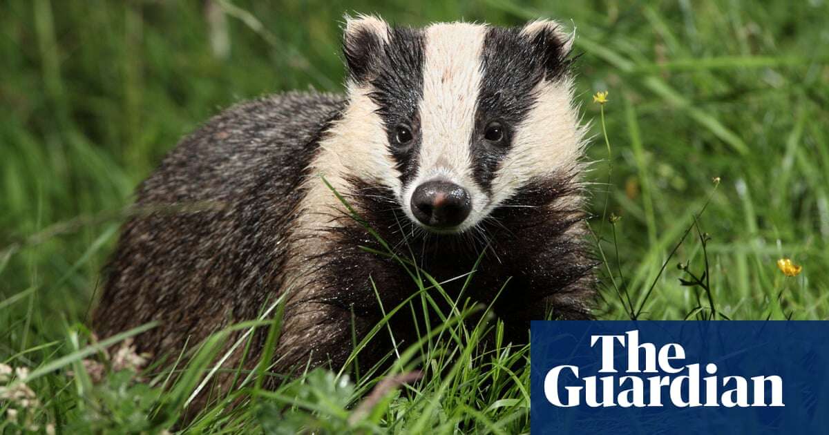 Badger culling to end in England by 2029, government says