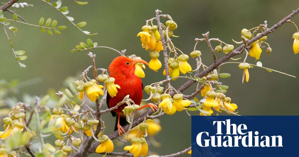 Millions of mosquitoes released in Hawaii to save rare bird from extinction