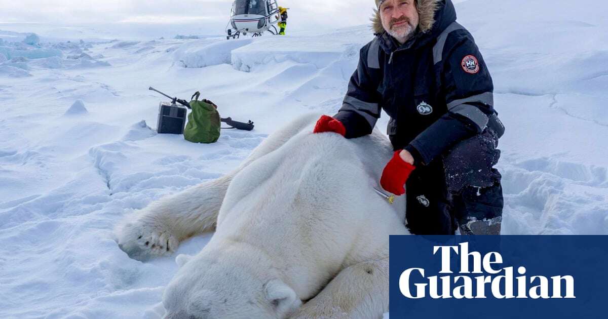 ‘I know their names, what they eat’: tracking polar bears on Svalbard’s shifting icescapes