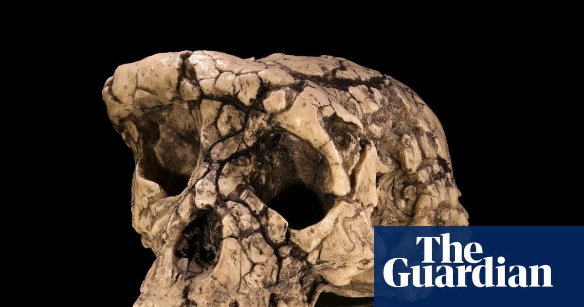 The curse of Toumaï: an ancient skull, a disputed femur and a bitter feud over humanity’s origins – podcast