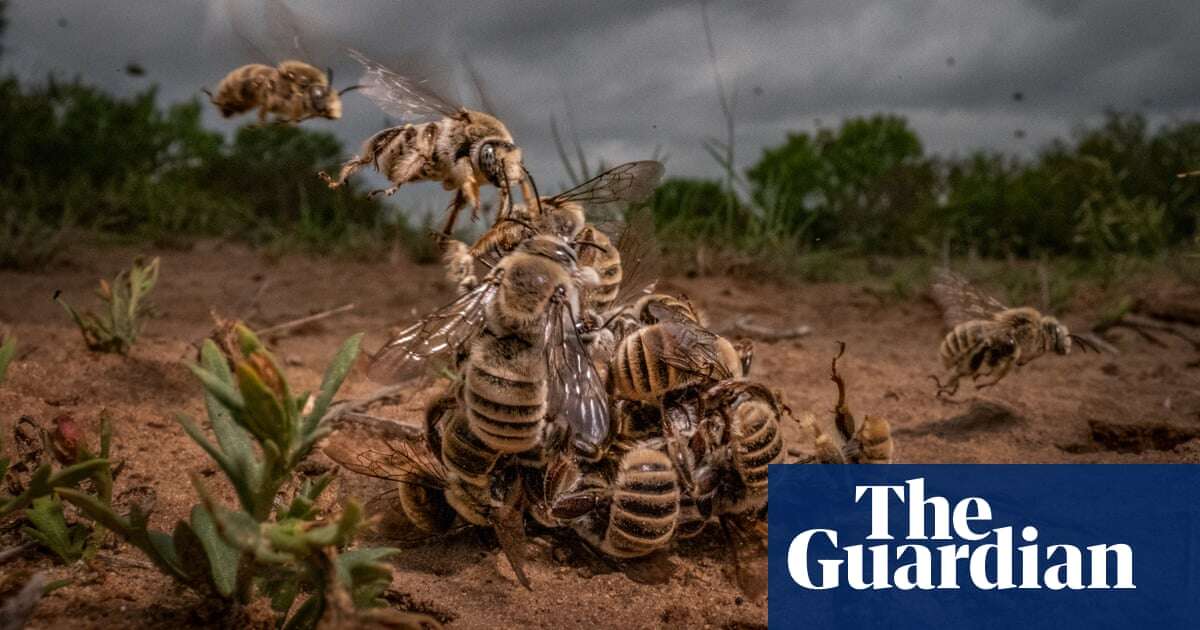 Honeycomb hunters and grief in Gaza: Siena Photo Awards – in pictures