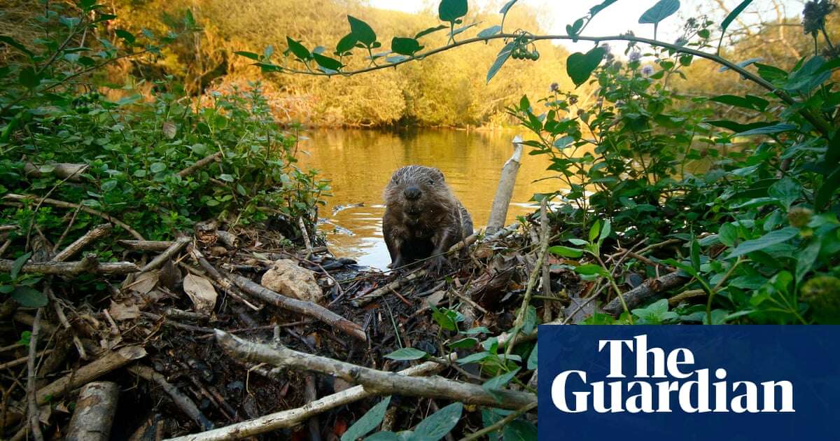 ‘Ultimate bringers of life’: How one Cornwall farmer is using beavers to stop flooding