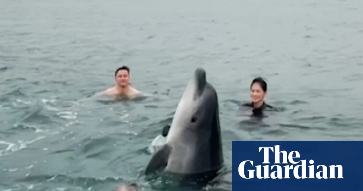 Injured dolphin surprises family on morning swim in Dorset – video
