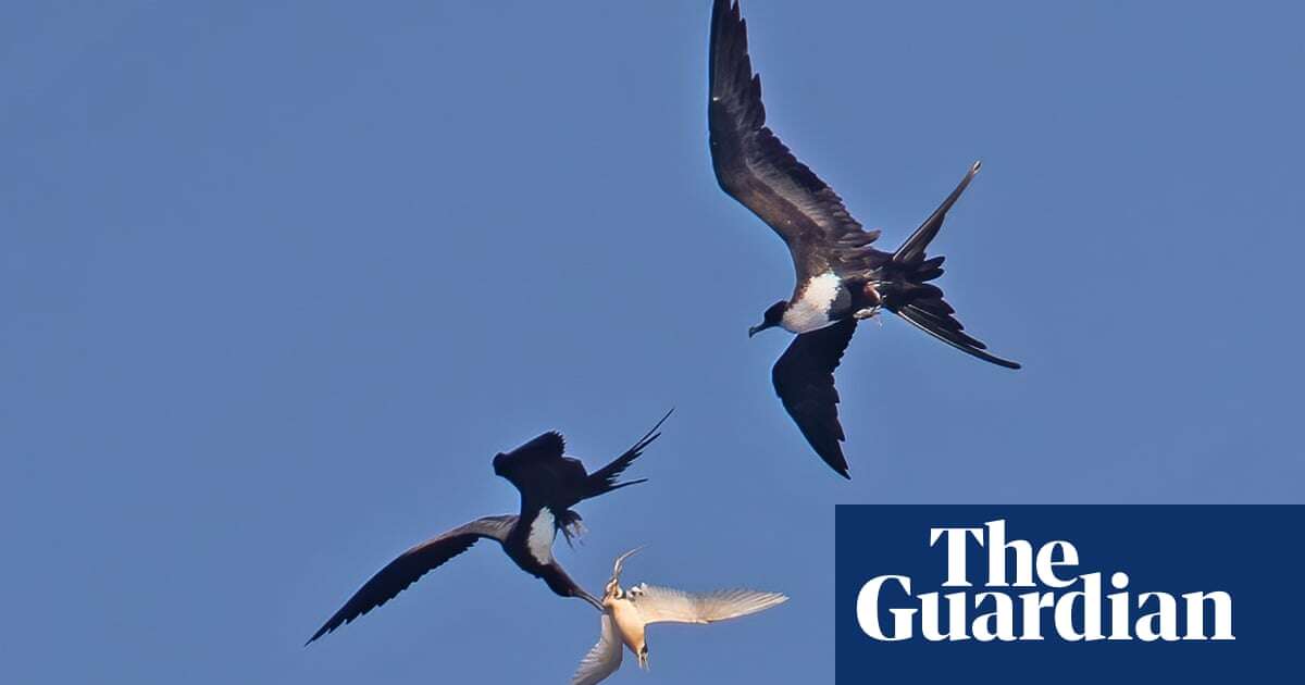 Deadly avian flu strain could enter Australia via thieving migratory birds, scientists warn