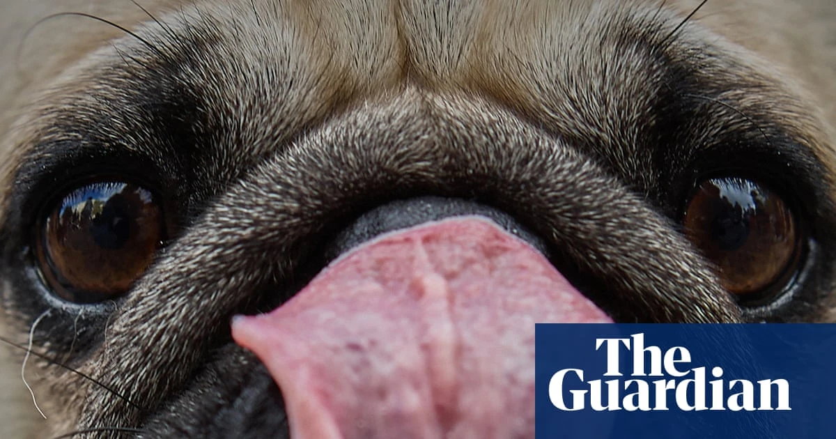Dogs’ brains began to shrink at least 5,000 years ago, study finds