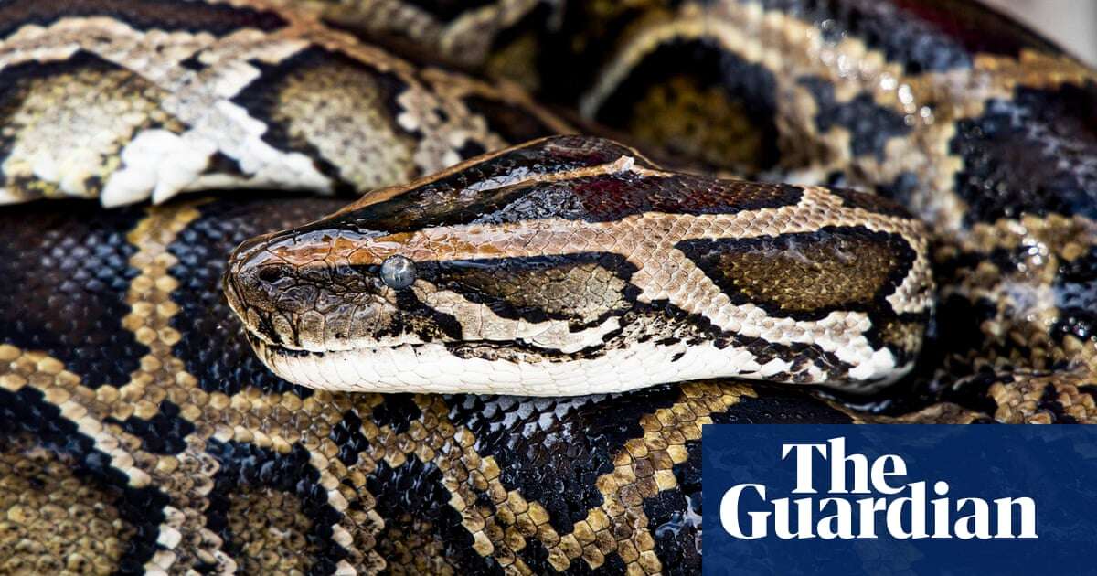 Wildlife experts capture 500lbs of mating Burmese pythons in Florida