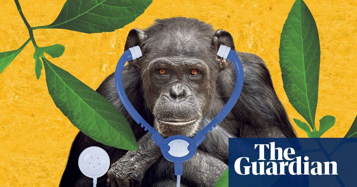 Paging Dr Chimp: the medical secrets we can learn from apes, birds and even butterflies