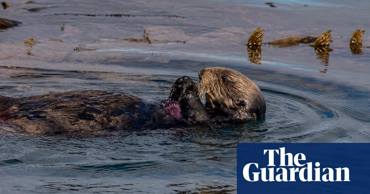 Save our seas: five ways to rewild and conserve the ocean