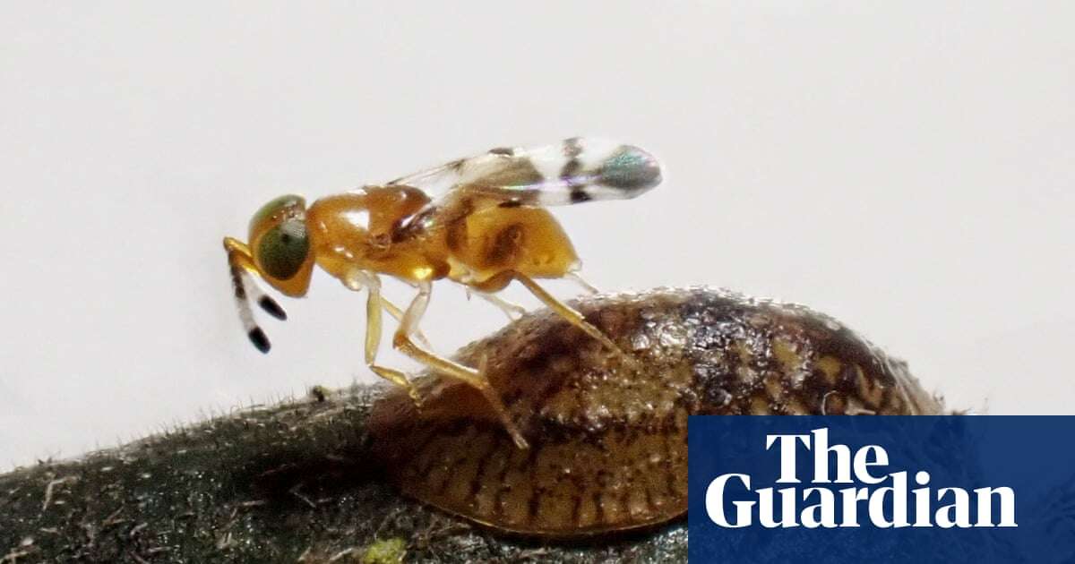 Tiny parasitic wasp helps save one of world’s rarest birds from extinction